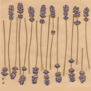 Lavender (cotton)